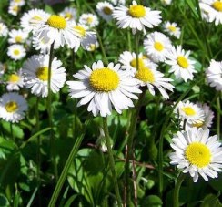 chamomile flowers